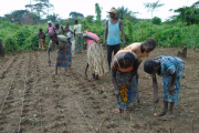 Viele Menschen in der DR Kongo haben aufgrund der schwierigen Lebensumstände im Land nie gelernt, Felder ertragreich zu bestellen. Deshalb ermöglichen wir den Dorfbewohnern Schulungen im Anbau von Gemüse.