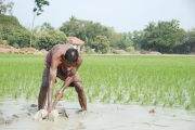 Ein Reisbauer bestellt sein vom Klimawandel bedrohtes Feld.
