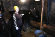 Frau steht neben einer Kuh