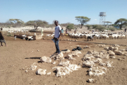 mid-p_project_officer_with_livestock_at_boji_boreole_in_garabtulla_sub-county_0.jpg