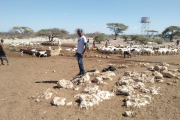 mid-p_project_officer_with_livestock_at_boji_boreole_in_garabtulla_sub-county_0.jpg