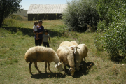 Bild Armenien Schafe