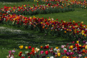 Blühende Wiese