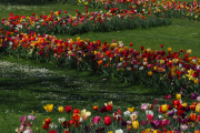 Blühende Wiese