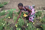 Im Flüchtlingscamp baut Lilian Sitaraya Gemüse zur Selbstversorgung und zum Verkauf an. Neben Auberginen, Zwiebeln und Grünkohl hat die Südsudanesin auch Tomaten gepflanzt. Hier erntet die 24-Jährige bereits.