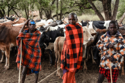 Eine wichtige Lebensgrundlage der Massai ist die Viehzucht. Die Hirten sind in großer Sorge um ihr Weideland.