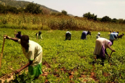 Die Landwirtschaft hilft den Menschen im verarmten Sudan, die Versorgung ihrer Familien zu stabilisieren.