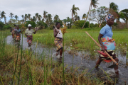 Frauen in überfluteten Feldern