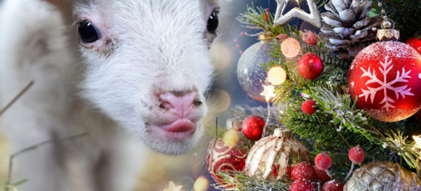 Ein Schaf zu Weihnachten