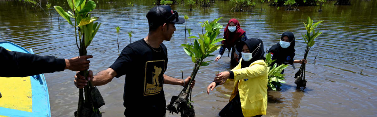 Die Problematik der schwindenden Mangrovenwälder wird erkannt: Freiwillige beteiligen sich an der Wiederaufforstung in Calang (Provinz Aceh).