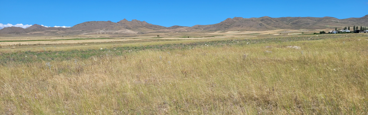 Cow pasture