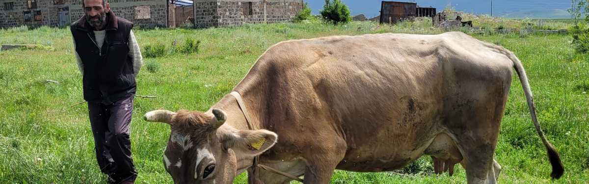 Kuh auf der Weide in Armenien