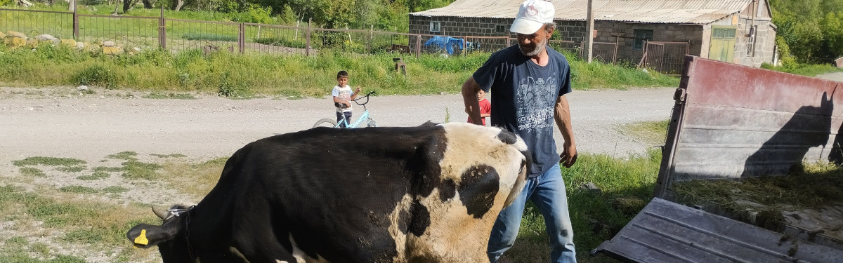 Kuhverteilung in Armenien