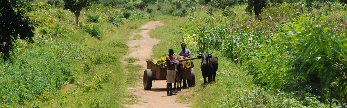 Ein Ochsenkarren zur Fortbewegung in Malawi