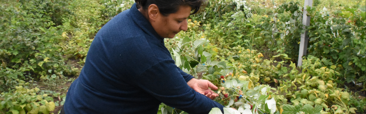 Armenien Himbeeren BMZ Projekt