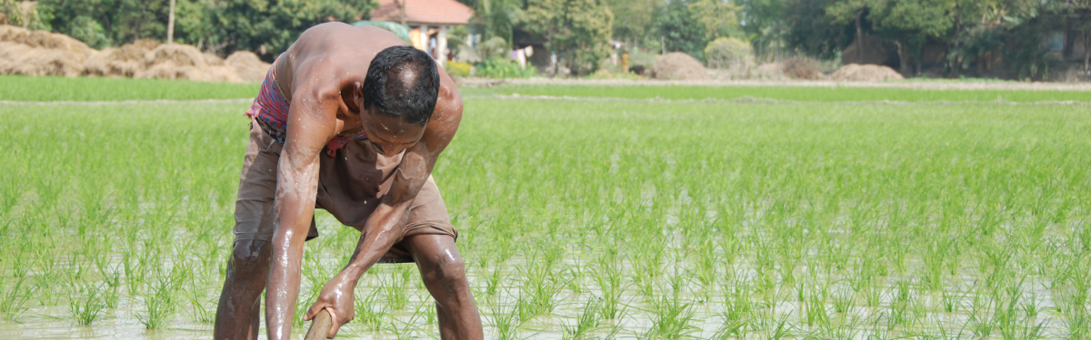 Ein Reisbauer bestellt sein vom Klimawandel bedrohtes Feld.