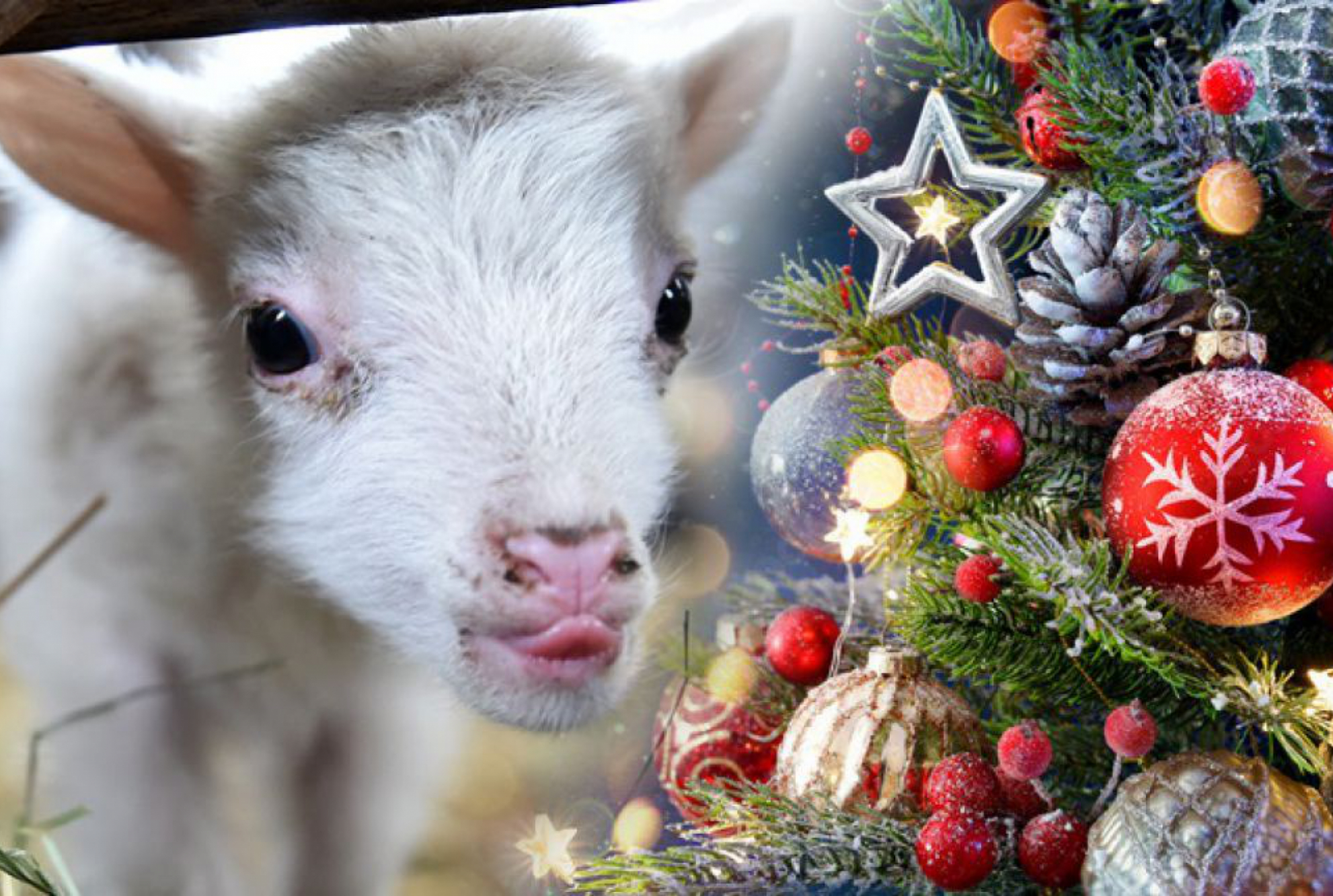 Ein Schaf zu Weihnachten